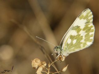 Yeni Beneklimelek (Pontia edusa)