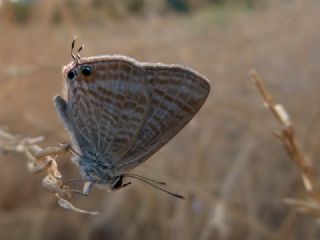 Lampides (Lampides boeticus)