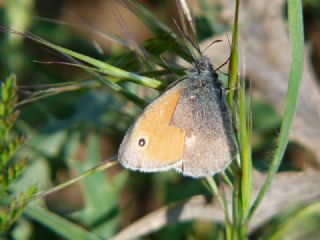 Kk Zpzp Perisi (Coenonympha pamphilus)