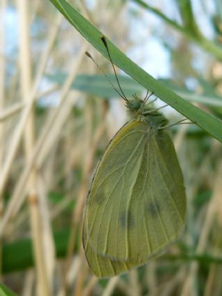 Byk Beyazmelek  (Pieris brassicae)