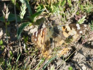 Diken Kelebei (Vanessa cardui)