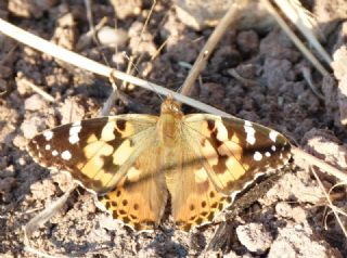 Diken Kelebei (Vanessa cardui)