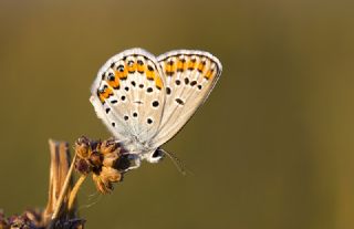 das Mavisi, Esmergz (Plebejus idas)