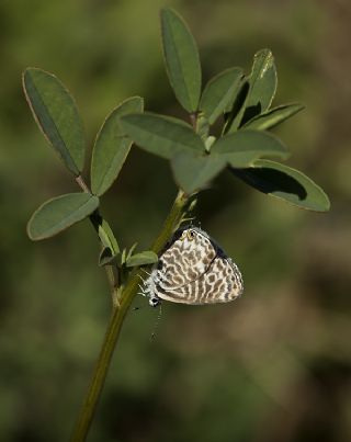 Mavi Zebra (Leptotes pirithous)