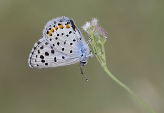 Himalaya Mavisi (Pseudophilotes vicrama)