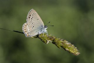 Kk Benekli Sevbeni (Satyrium ledereri )