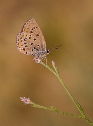 Doulu Esmergz (Plebejus carmon)