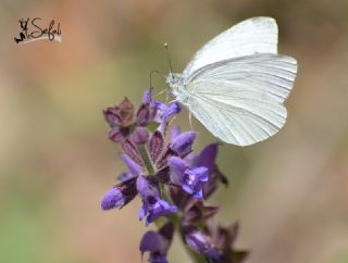 Kk Beyazmelek (Pieris rapae)