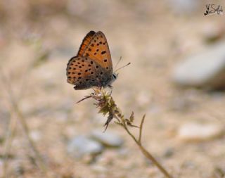 Alev Ategzeli (Lycaena kefersteinii)