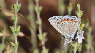 okgzl Meneke Mavisi (Polyommatus thersites)