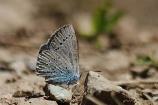 Tr almalar ([unknown genus] n/a)