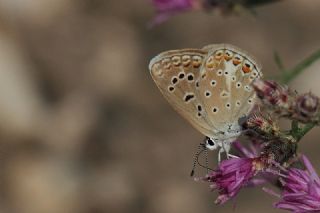 Tr almalar ([unknown genus] n/a)