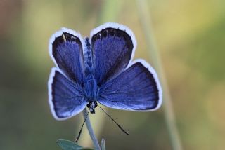 Gm Lekeli Esmergz (Plebejus argus)