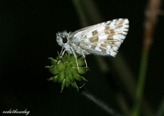 spanyol Zpzp (Pyrgus armoricanus)