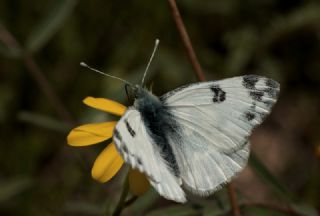 Yeni Beneklimelek (Pontia edusa)