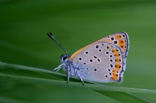 Kk Ate Gzeli (Lycaena thersamon)