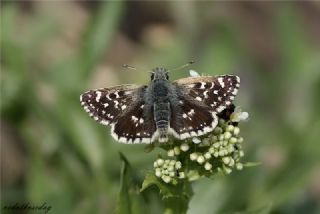 Kzl Zpzp (Spialia orbifer)