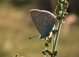 okgzl Mavi (Polyommatus icarus)
