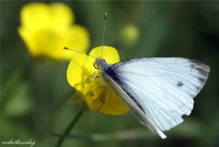 Yalanc Beyazmelek (Pieris pseudorapae)