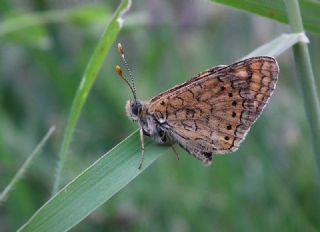 Nazuum (Euphydryas aurinia)