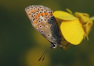 okgzl Mavi (Polyommatus icarus)