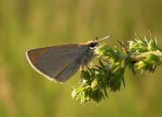 Sar Antenli Zpzp (Thymelicus sylvestris)