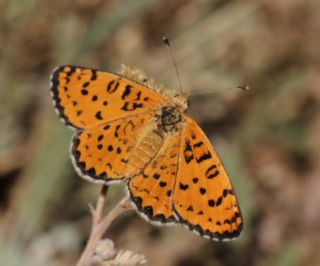 ranl parhan (Melitaea persea)