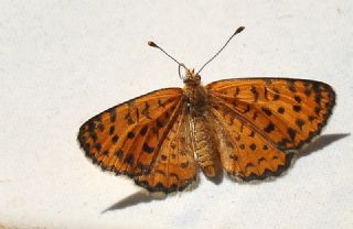 Gzel parhan (Melitaea trivia)
