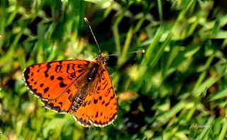 Benekli parhan (Melitaea didyma)