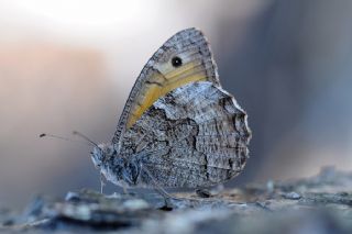 Mersin Kzlmelei (Hipparchia mersina)