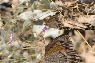 Anadolu Yalanccads (Pseudochazara anthelea)