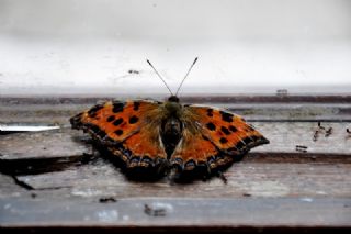 Karaaa Nimfalisi (Inachis polychloros)