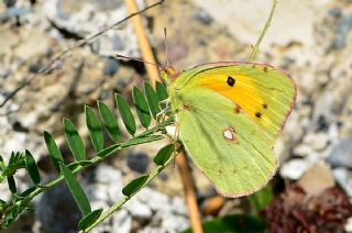 Turan Azameti (Colias thisoa)