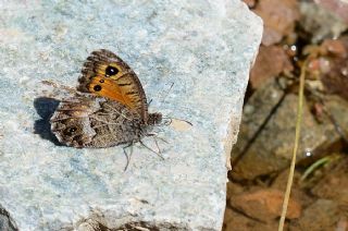 Beyaz Damarl Pirireis (Satyrus amasinus)