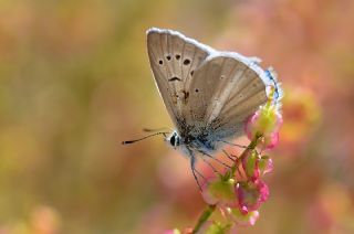 okgzl Trk Mavisi (Polyommatus turcicus)