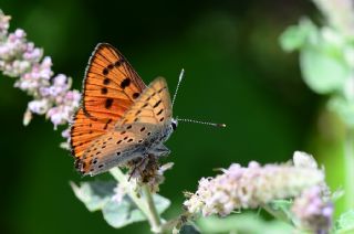 Byk Bakr Gzeli (Lycaena dispar)