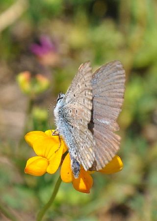 okgzl Mavi (Polyommatus icarus)