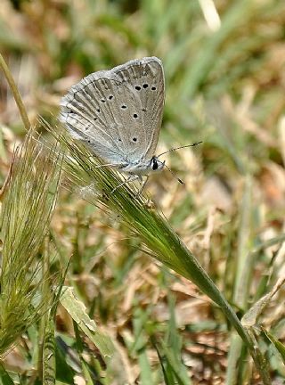 okgzl Dafnis (Polyommatus daphnis)