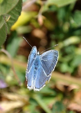 Tr almalar ([unknown genus] n/a)
