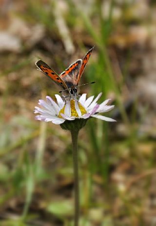 Benekli Bakr Gzeli (Lycaena phlaeas)