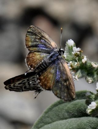 Balkan Kaplan (Tarucus balkanicus)