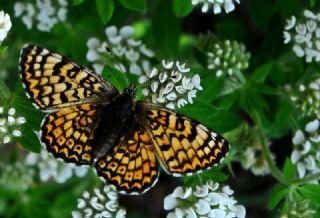 parhan (Melitaea cinxia)