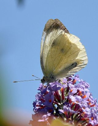 Byk Beyazmelek  (Pieris brassicae)