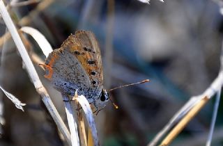 Benekli Bakr Gzeli (Lycaena phlaeas)