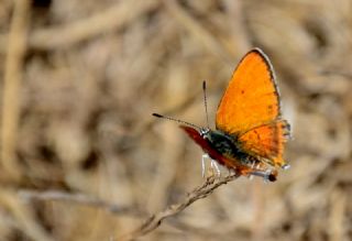 Kk Ate Gzeli (Lycaena thersamon)