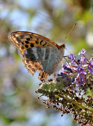 Cengaver (Argynnis paphia)