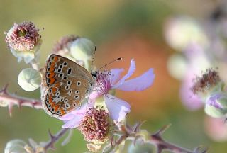 okgzl Esmer (Aricia agestis)