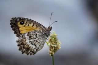 Seyit (Arethusana arethusa)