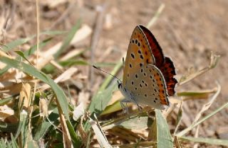 Kk Ate Gzeli (Lycaena thersamon)