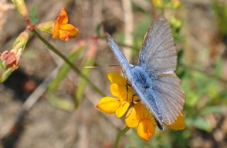 okgzl Mavi (Polyommatus icarus)